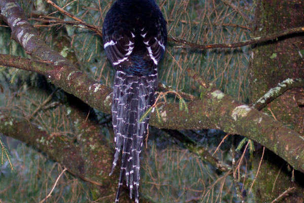Mikado Pheasant