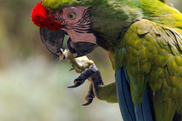 Military Macaw