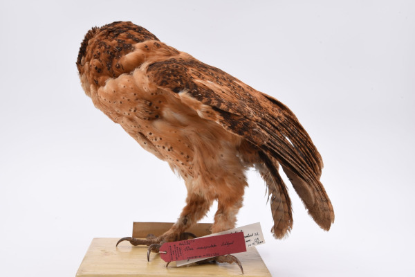 Minahassa Masked Owl