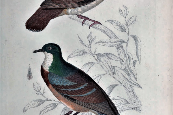 Mindanao bleeding-heart