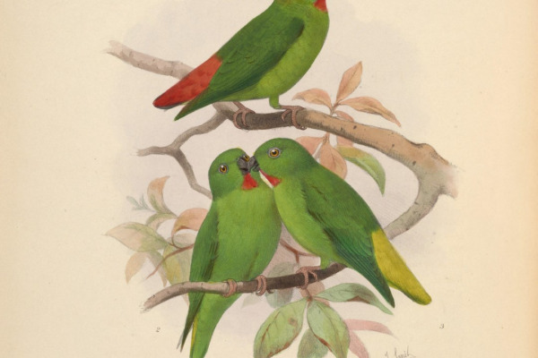 Mindanao Lorikeet