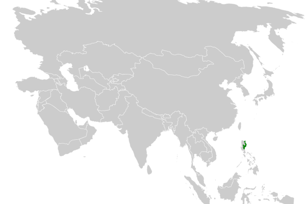 Mindanao Pygmy Babbler