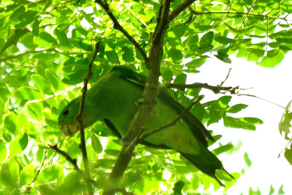 Mindanao racket-tail