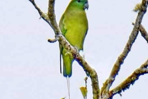 Mindanao racket-tail
