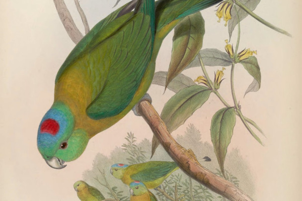Mindanao Racquet-tail
