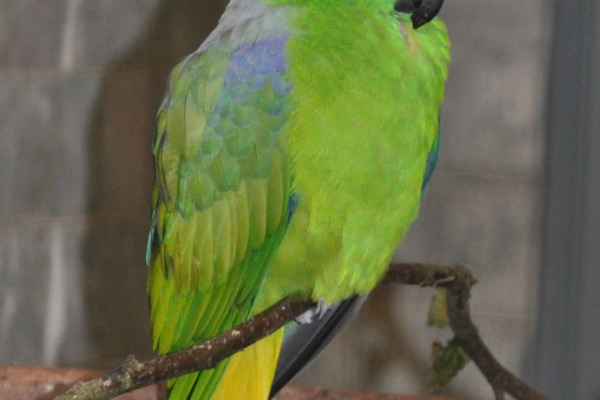 Mindanao Racquet-tail