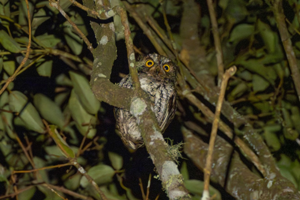 Mindanao Scops Owl