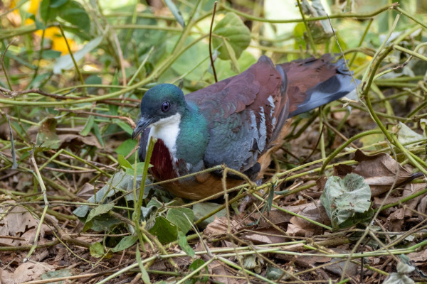 Mindoro Bleeding-heart