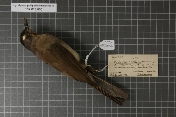 Mindoro Bulbul