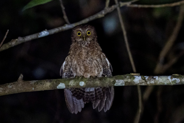 Mindoro Hawk-Owl