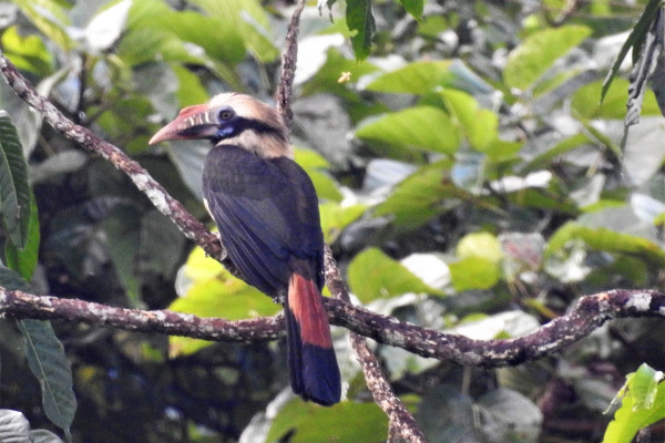 Mindoro Hornbill