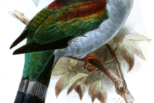 Mindoro Imperial Pigeon