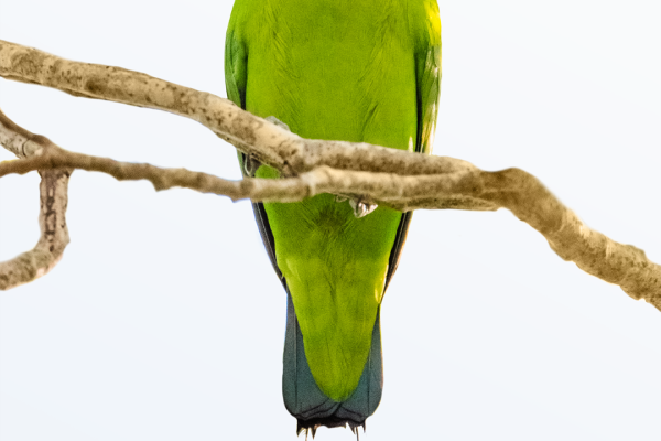 Mindoro Racquet-tail