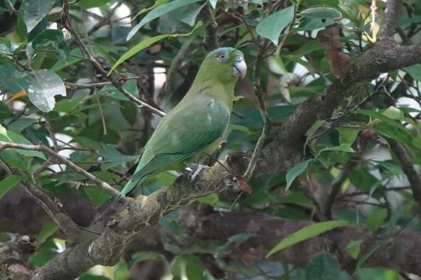 Mindoro Racquet-tail