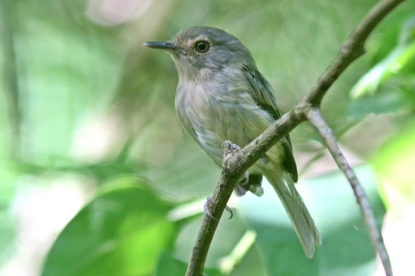 Miranda's Tody-Tyrant