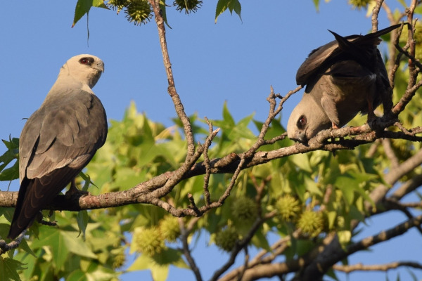 Mississippi Kite