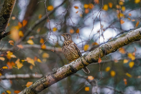 Mistle Thrush