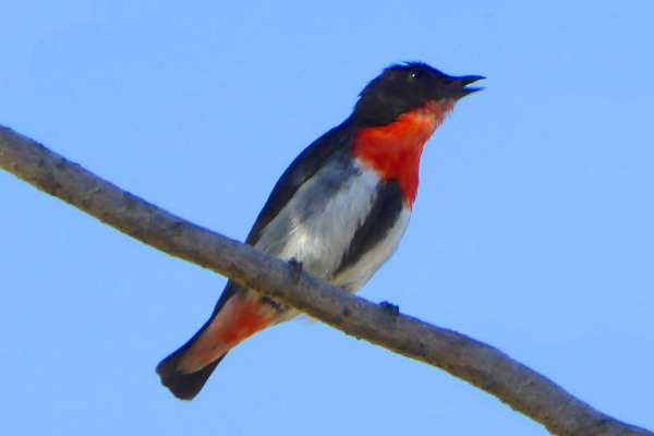 Mistletoebird