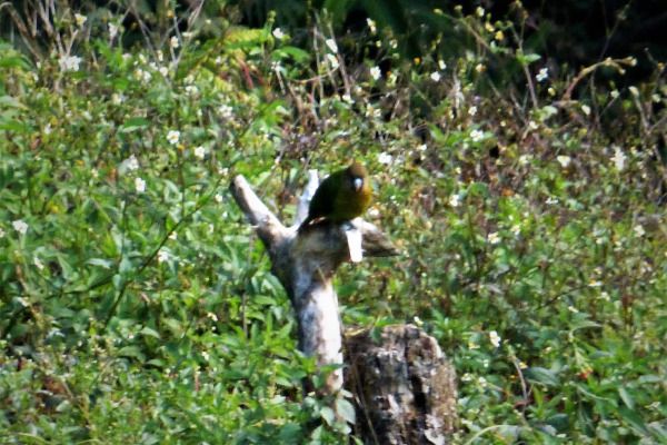 Modest Tiger Parrot