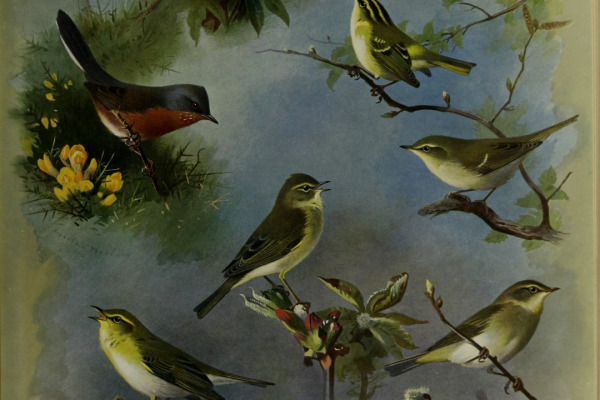 Moltoni's warbler