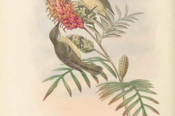 Moluccan Friarbird