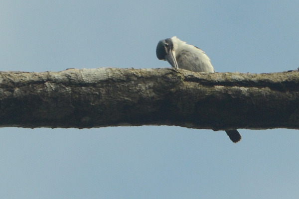 Moluccan kingfisher