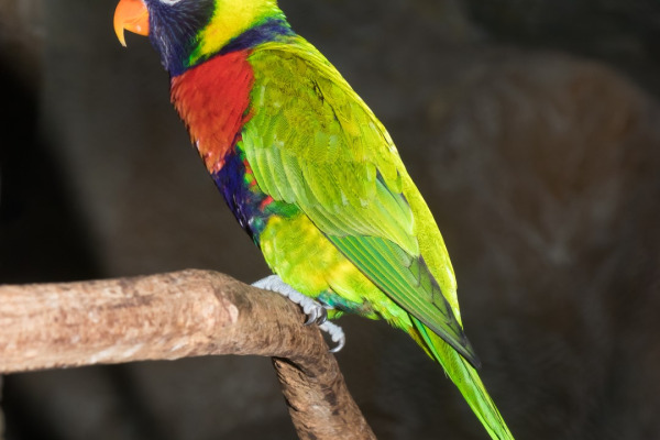 Moluccan Red Lory