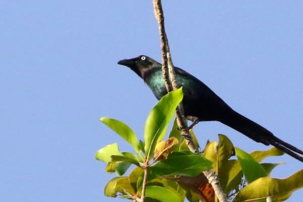 Moluccan Starling