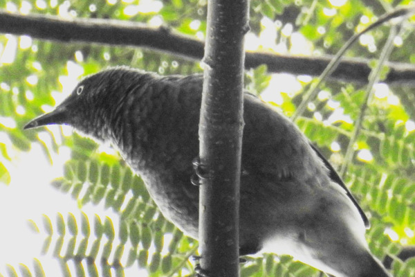 Moluccan Starling