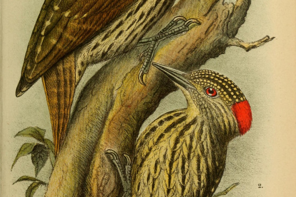 Mombasa woodpecker