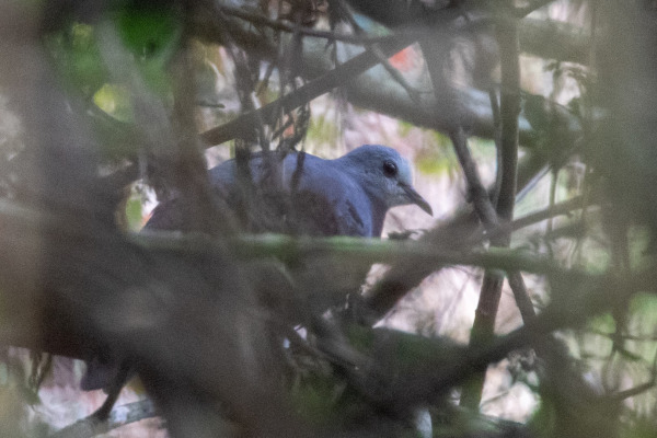 Mondetoura Parrot