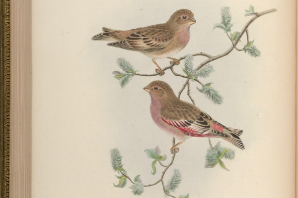 Mongolian Finch
