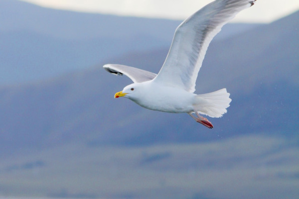 Mongolian Gull