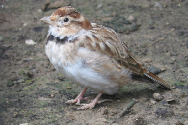 Mongolian Lark