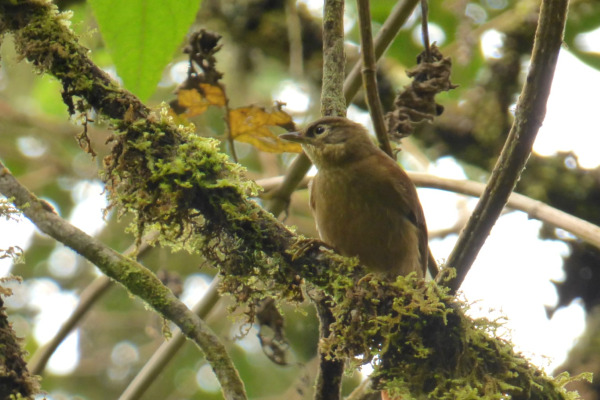 Montane Foliage-gleaner