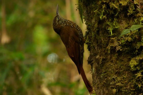 Montane Woodcreeper