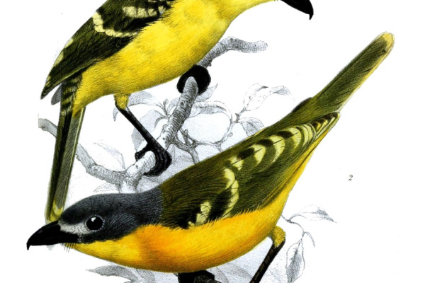 Monteiro's Bushshrike