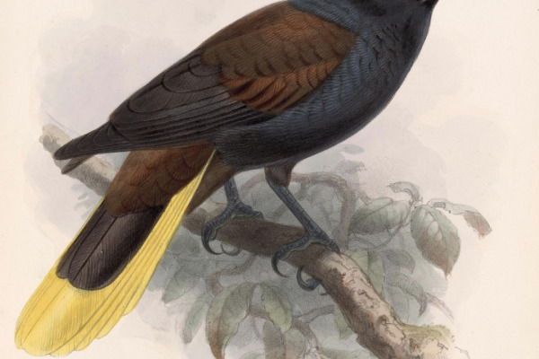 Montezuma Oropendola