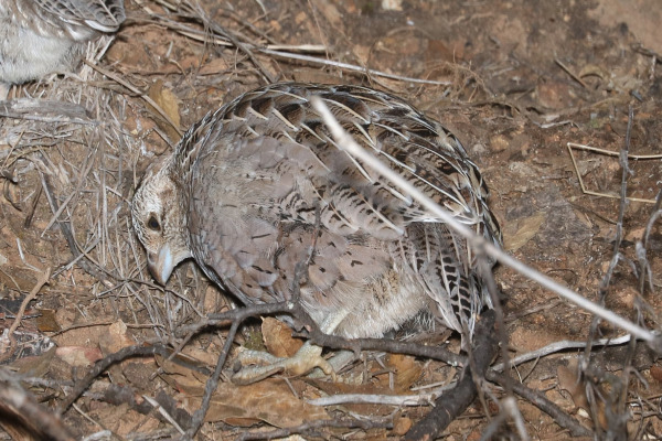 Montezuma Quail