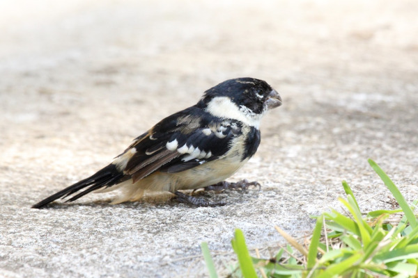 Morelet's Seedeater