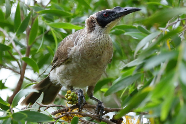 Mottle-breasted Honeyeater