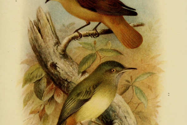 Mottle-cheeked Tyrannulet