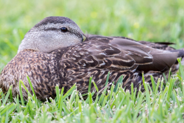 Mottled Duck