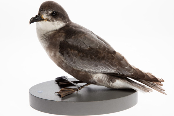 Mottled Petrel