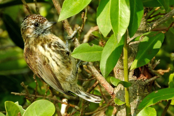 Mottled Piculet