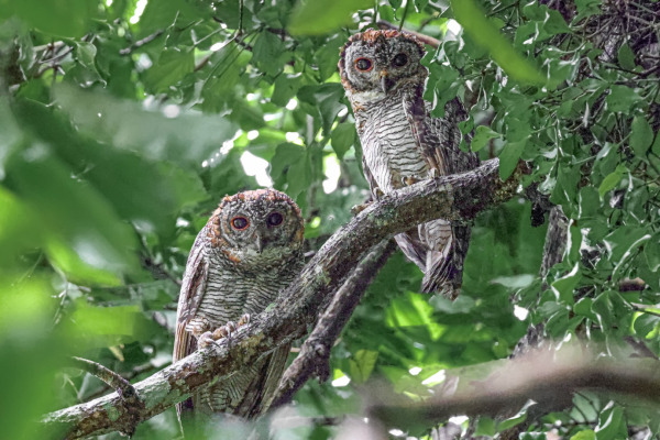 Mottled Wood Owl