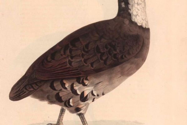 Mountain Bamboo Partridge