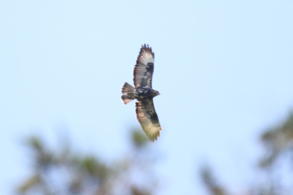 Mountain Buzzard