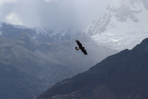 Mountain Caracara