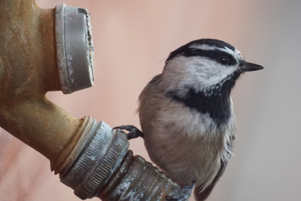 Mountain Chickadee
